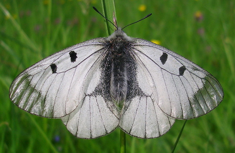 Schwarzer Apollo-Falter (Parnassius mnemosyne) - © Anton Koschuh Schwarzer Apollo-Falter (Parnassius mnemosyne) - © Anton Koschuh